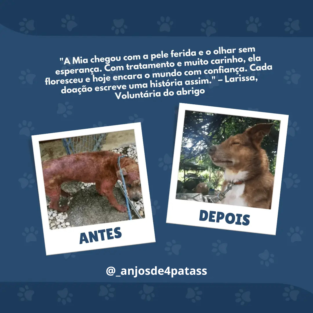 Anjos de 4 Patas